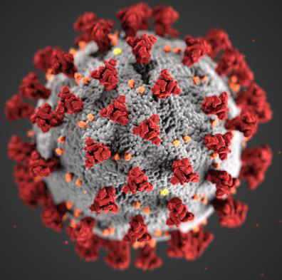Foto: Corona-Virus (Wikipedia)